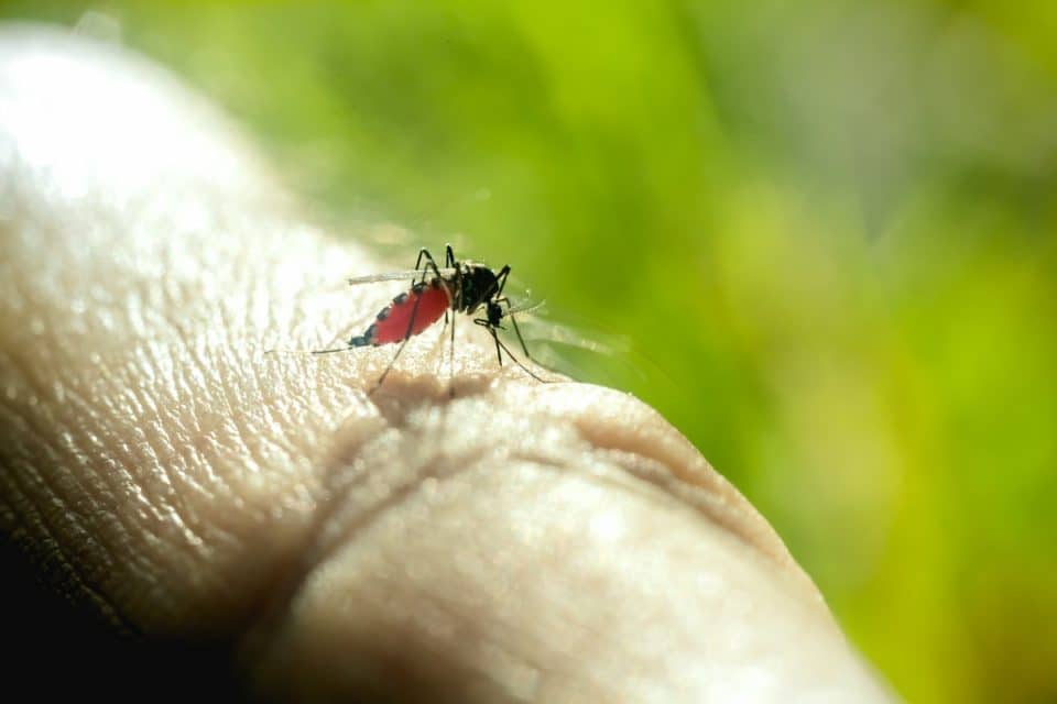 malaria disease information