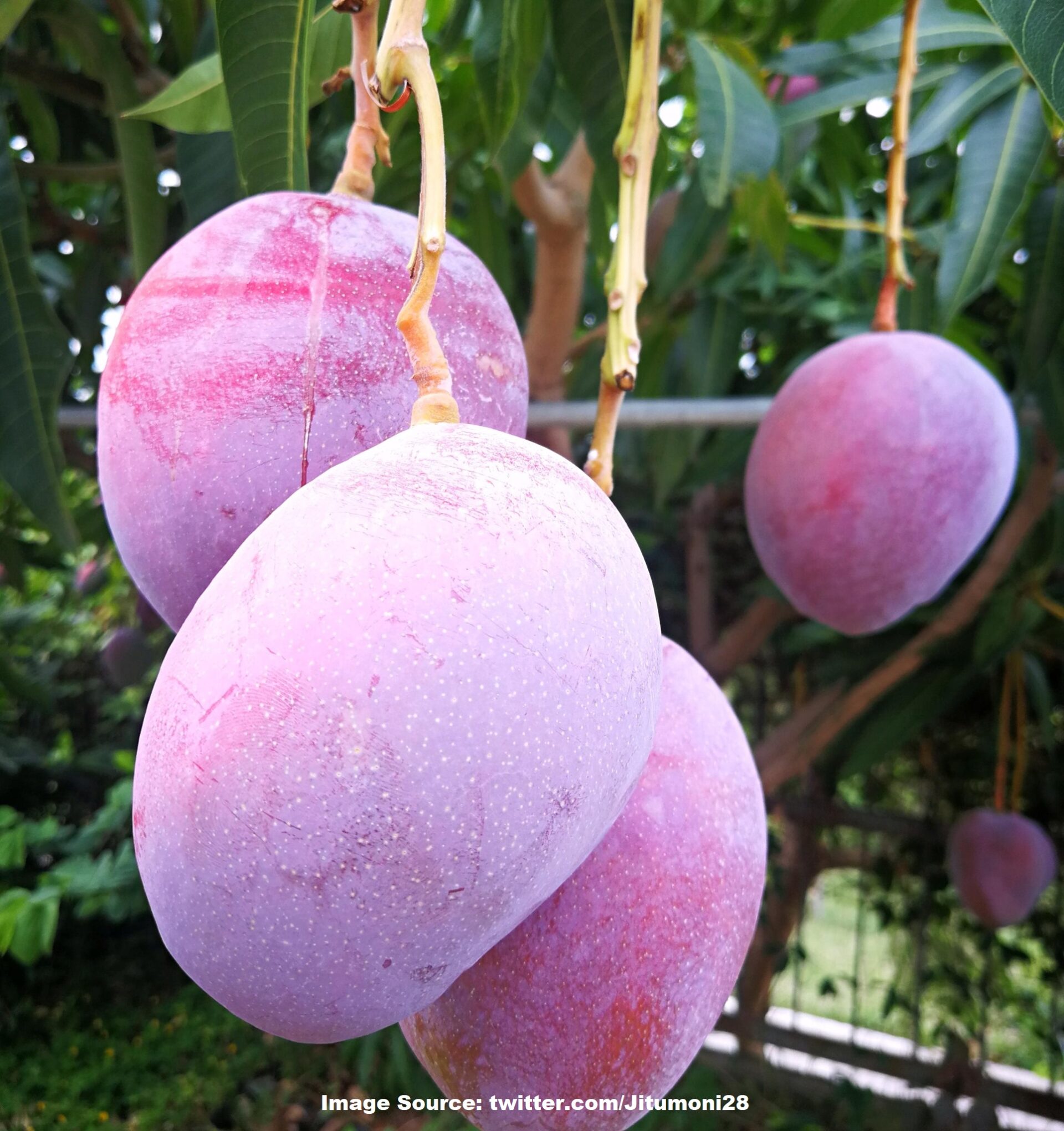 Fascinating Facts About Miyazaki World’s Costliest Mangoes KuchBhi