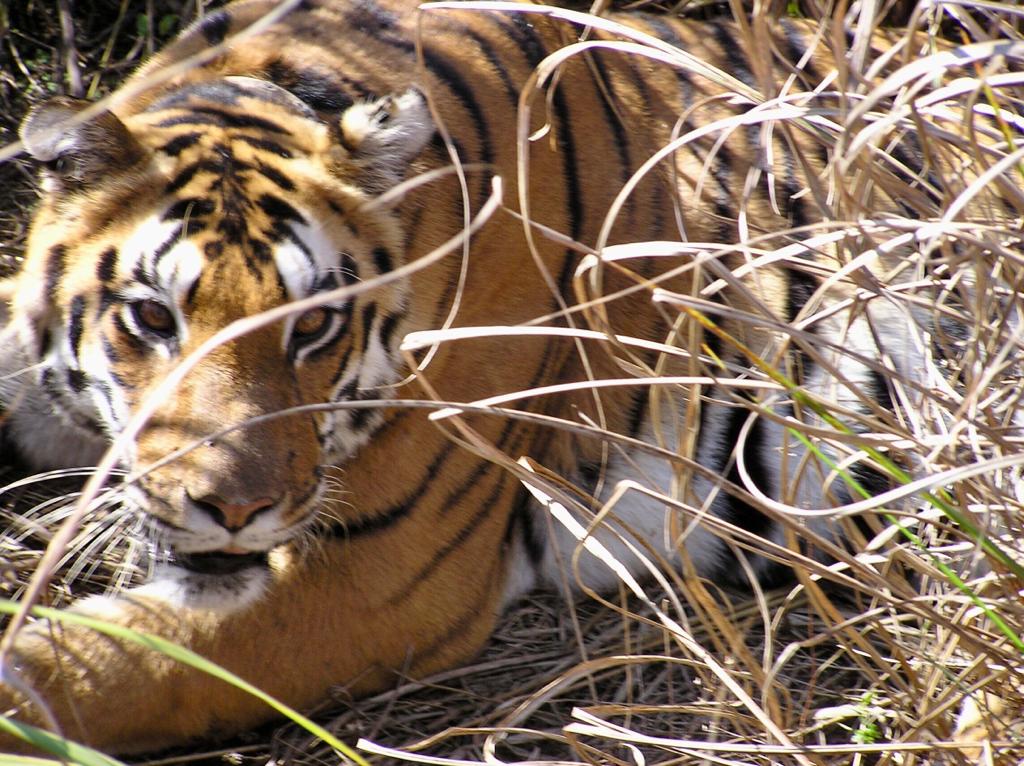 Tiger By The Trail - Kanha Tiger Reserve - KuchBhi